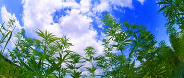 Top 10 Cannabis Startups