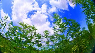 Top 10 Cannabis Startups