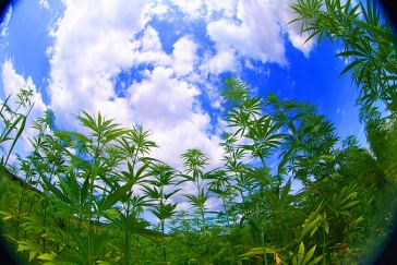 Top 10 Cannabis Startups