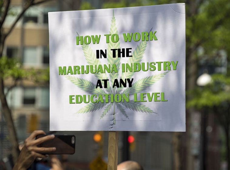 How to Work in the Cannabusiness at Any Education Level