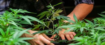 marijuana growing jobs