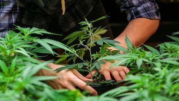 marijuana growing jobs