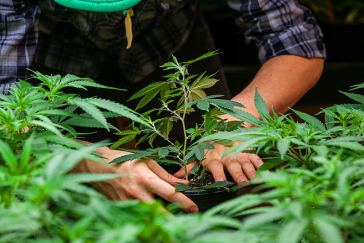 marijuana growing jobs