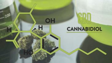 cbd cannabidiol