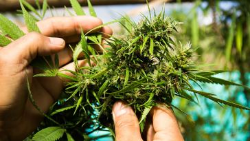 what it's like to work in the cannabis industry