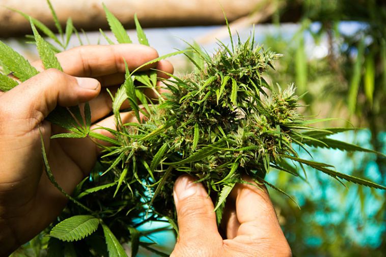 what it's like to work in the cannabis industry