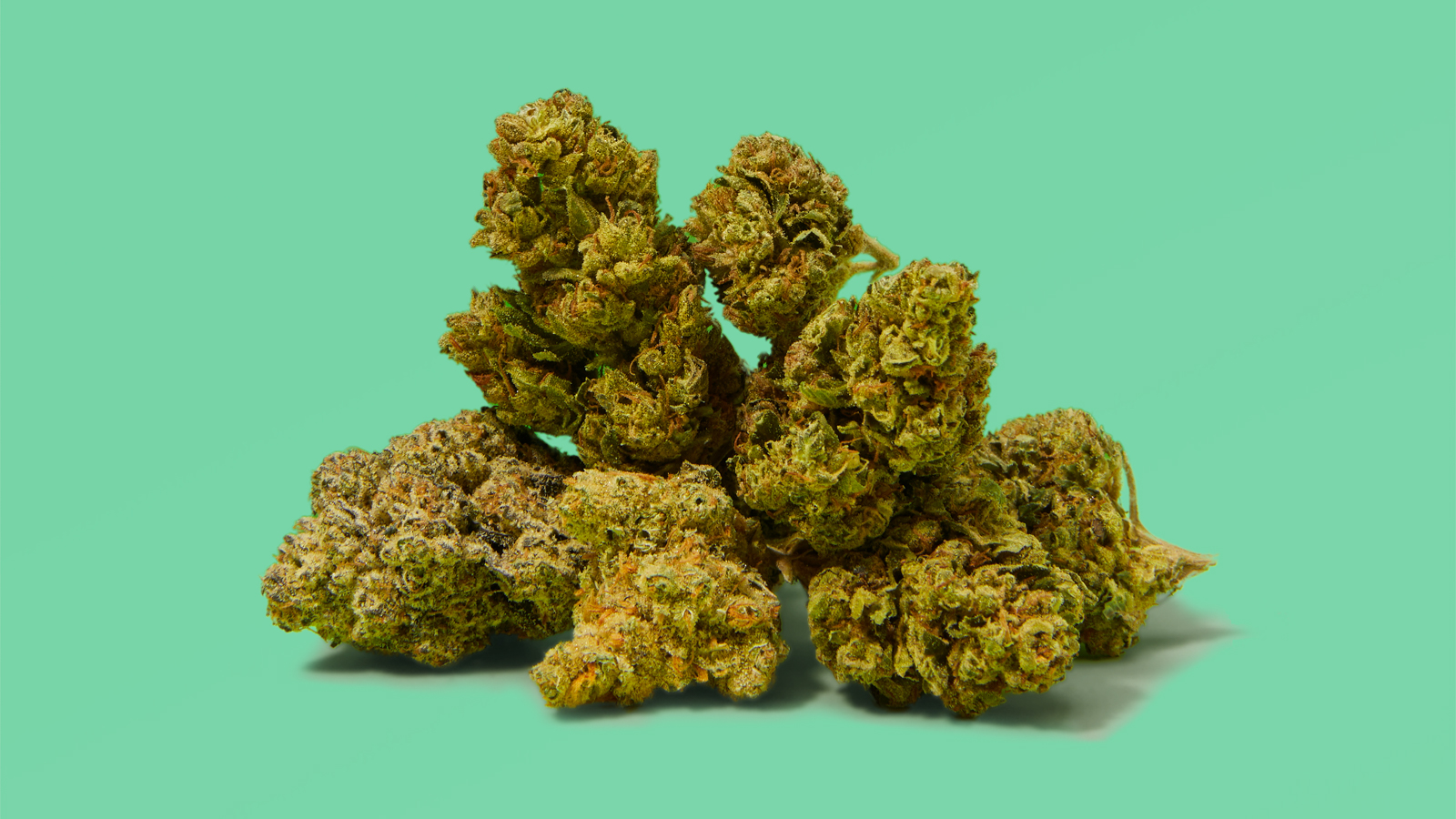 The strains that made Blueprint Cannabis. 