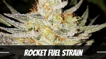 rocket-fuel-strain