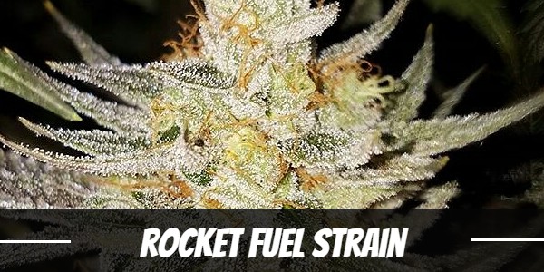 rocket-fuel-strain