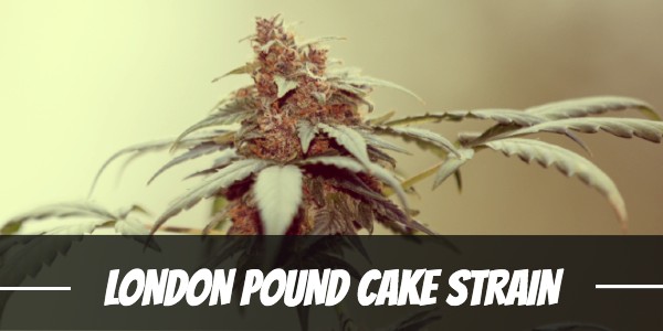 london-pound-cake-strain