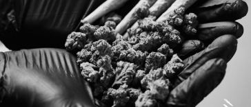 jay-z-launches-new-weed-brand