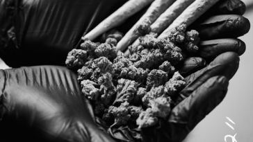 jay-z-launches-new-weed-brand