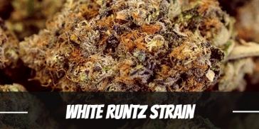 white-runtz-strain