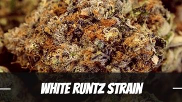 white-runtz-strain