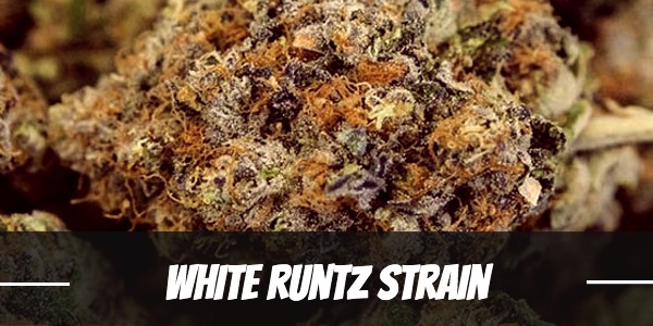 white-runtz-strain