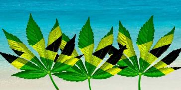 is-weed-legal-in-jamaica?