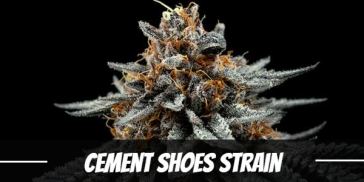 cement-shoes-strain