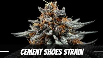 cement-shoes-strain
