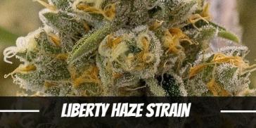 liberty-haze-strain