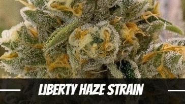 liberty-haze-strain