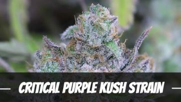 critical-purple-kush-strain