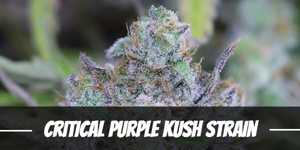 critical-purple-kush-strain