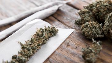 can-six-year-old-weed-still-get-you-high?