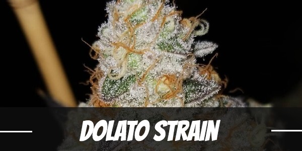 dolato-strain