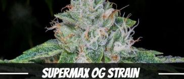 supermax-og-strain