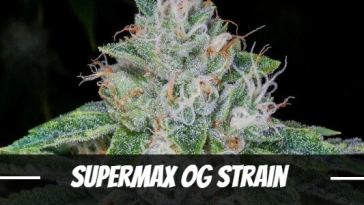 supermax-og-strain