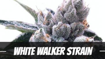white-walker-strain