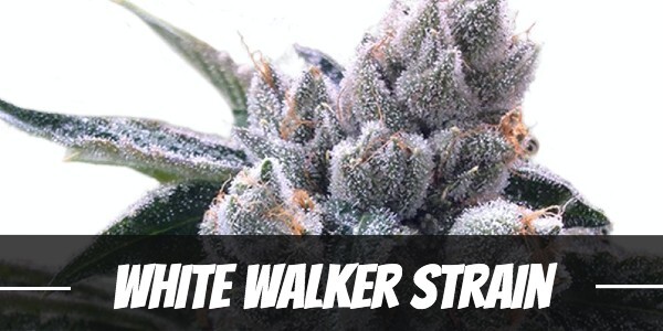 white-walker-strain