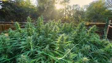Beginners Guide to Growing Marijuana