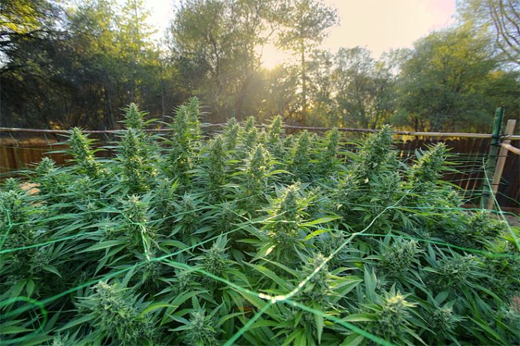 Beginners Guide to Growing Marijuana