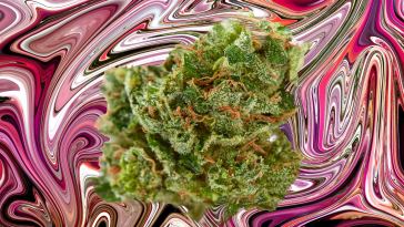 what-happened-to-obama-runtz?