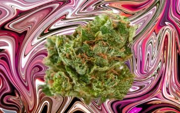 what-happened-to-obama-runtz?