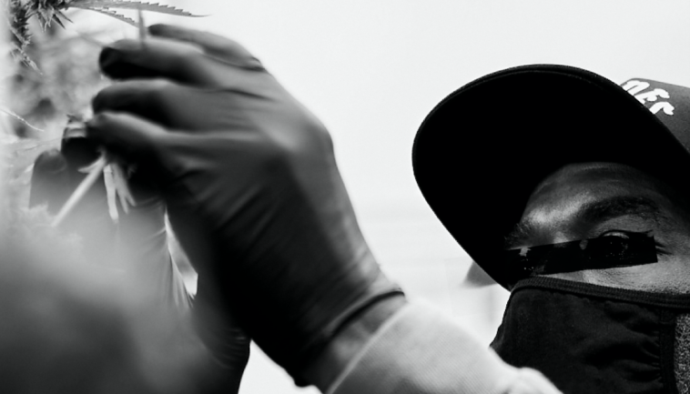 jay-z-debuts-new-weed-brand,-monogram