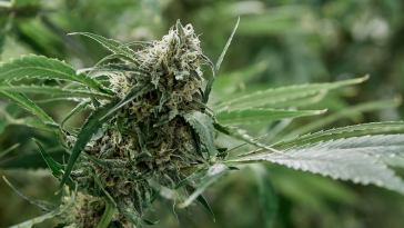 new-congressional-bill-pressures-states-to-expunge-drug-convictions