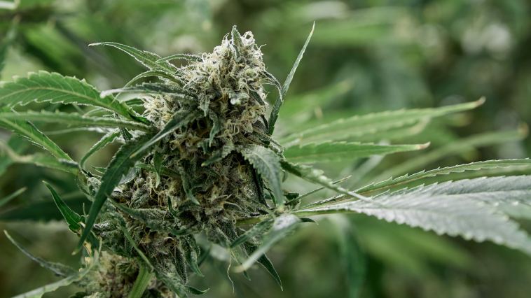 new-congressional-bill-pressures-states-to-expunge-drug-convictions