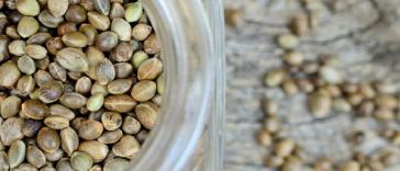 how-much-do-weed-seeds-cost?