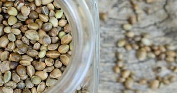 how-much-do-weed-seeds-cost?