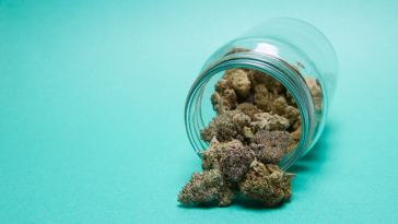 8-of-the-best-haze-strains