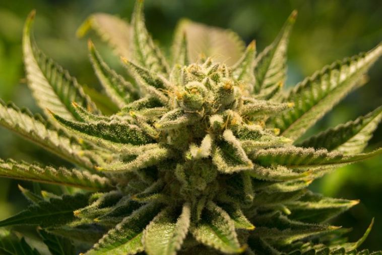 cannabis buds