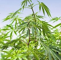 when-to-harvest-autoflowers