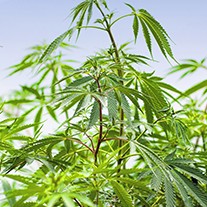 when-to-harvest-autoflowers