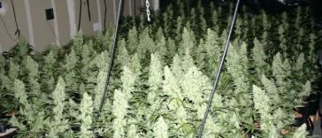 sea-of-green-(sog)-marijuana-growing