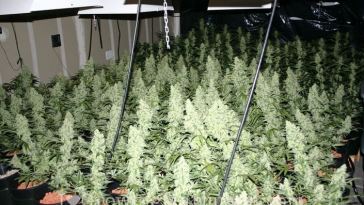 sea-of-green-(sog)-marijuana-growing
