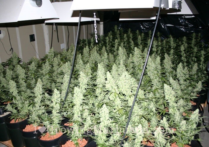 sea-of-green-(sog)-marijuana-growing