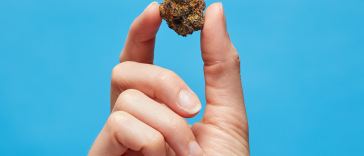 what-does-og-mean-in-weed?