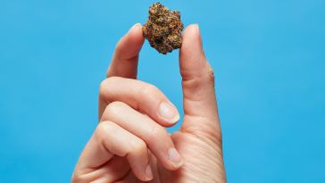 what-does-og-mean-in-weed?